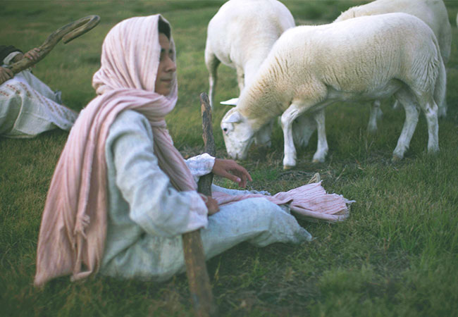 Better Than the Best Shepherd Imaginable